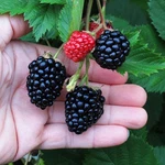 Set 2 Triple Crown Thornless Blackberry Starter Plants 4-10" Tall No Pot. Fixed Price $23.99.